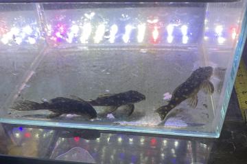 Hypancistrus L201