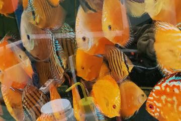 Discus