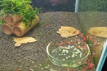 Don crevettes red cherry