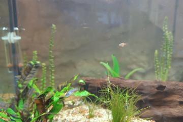 Don de bébés Moly black & Platy