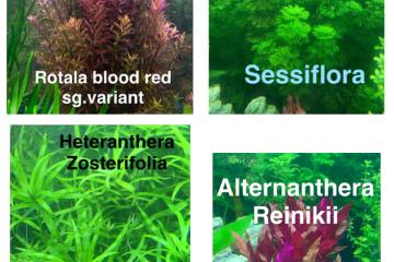 Boutures de plantes