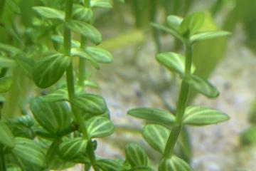 Lindernia rotundifolia