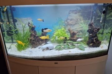 Poissons alevins Mollys