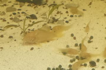 Corydoras
