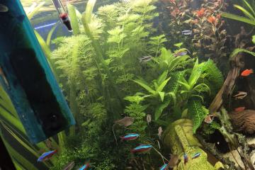 Poisson deau douce