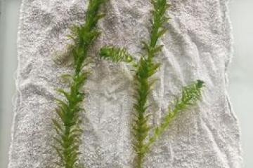 plante aquarium