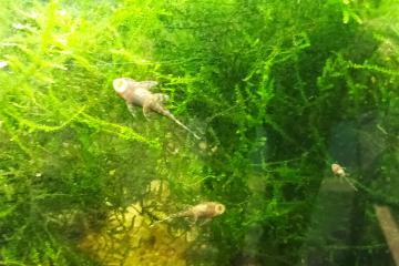 vend ancistrus dolichopterus