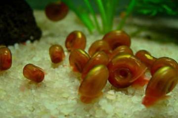 Echange poissons et plantes