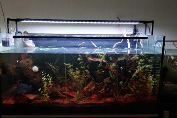 Aquarium 250L