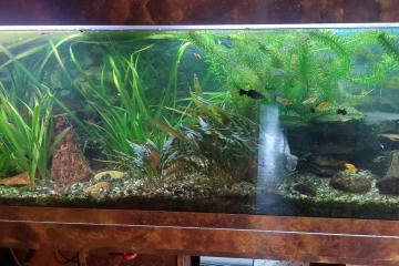 aquarium 400 litres Créteil