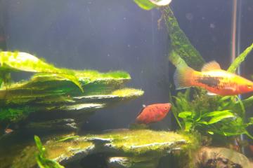 Don de platys