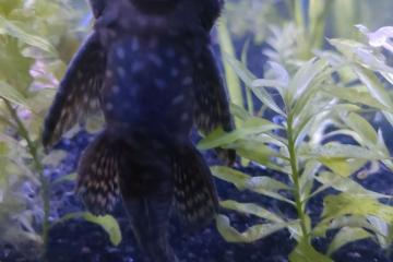 Pleco