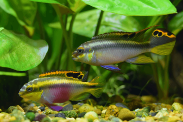 Pelvicachromis Pulcher (Pelmatos)
