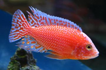 Cichlidés Aulonocara Fire Fish - Dragon Blood