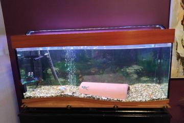 Aquarium 250L équipé et meuble