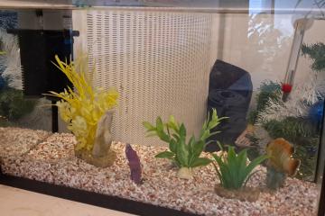 Aquarium 20 litres avec filtre et accessoires
