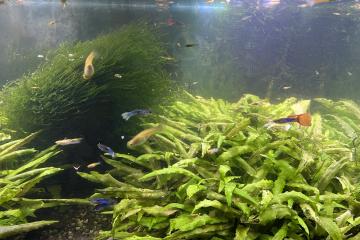 Lot guppy crevettes ancistrus plantes