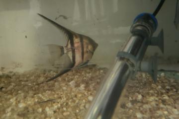 scalaire male