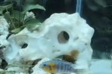 Don cynotilapia