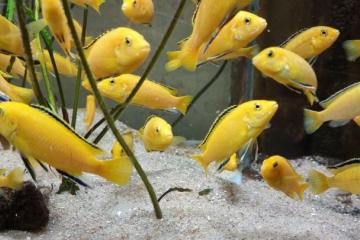 labidochromis