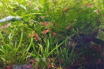 Red Cherry Neocaridina davidi