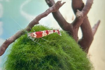 Crevettes Crystal Red