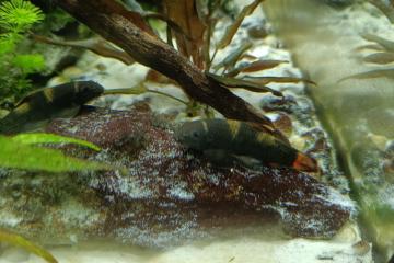Poissons tropicaux