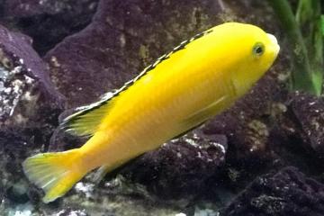 LABIDOCHROMIS CAERULEUS