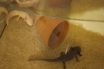 À Vendre – Couple d’Axolotls + Meuble Aquarium Équipé