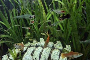 Poissons et plantes