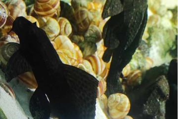donne 2 plecos