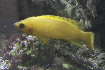 Cichlidé citron  Neolamprologus leleupi
