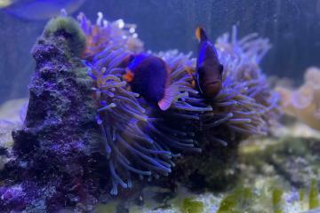 aquarium eau de mer