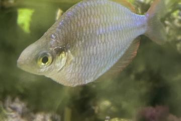 Poissons aquarium