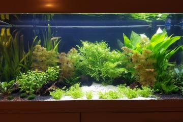 Plantes aquarium