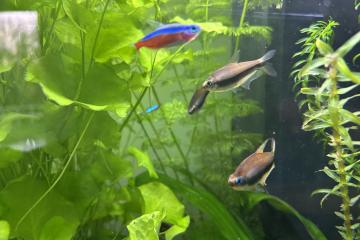 Vends lot Tetra empereur palmeri