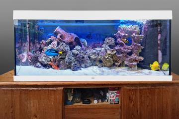 aquarium de mer