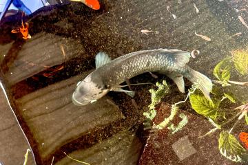 Gourami Géant