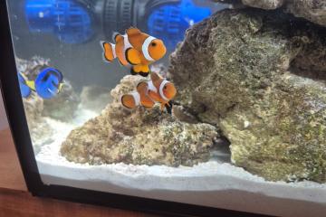 Poisson clown