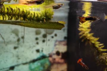 Vente de guppy Amazonien et endler