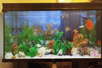 vend aquarium 300 Litres