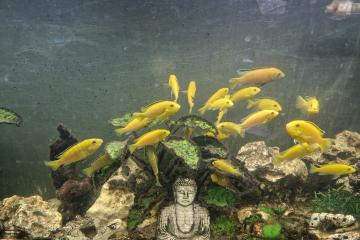 Cichlidés Labidochromis