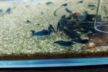 Crevettes bleues neocaridina blue velvet