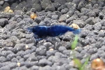 Crevettes bleues blue dream