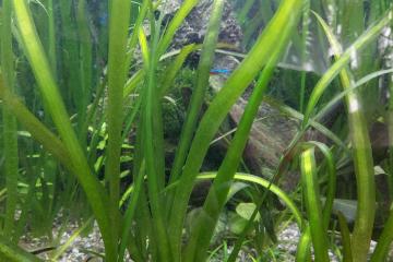 Vallisneria gigantea plante aquarium