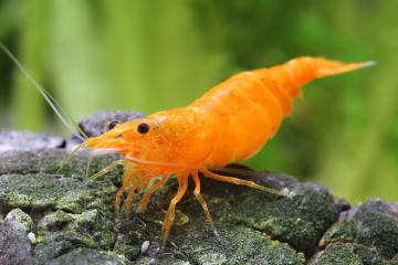Crevettes Orange Sakura