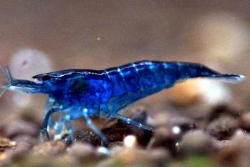 Crevettes Blue velvet