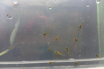 Alevins de guppys et de poisson rouge