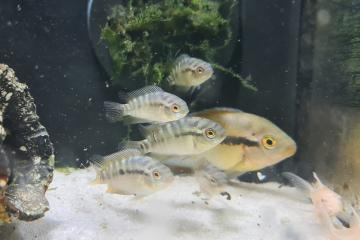 Herotilapia spinosa