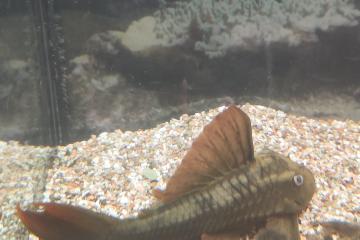 Poisson pseudacanthicus pirarara très rare